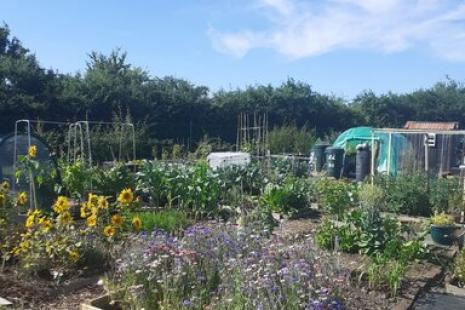 Image of an allotment