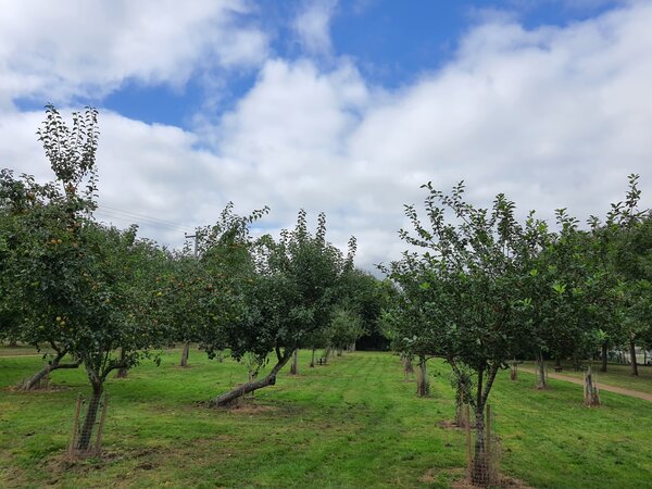 Image of the community orchard 2021