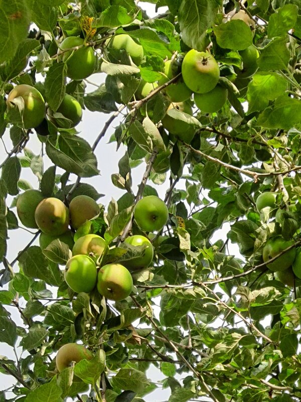 Image of apples in the community orchard 2021