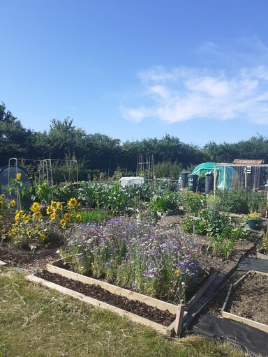 Photo of allotment plot with full flowerbeds of purple and yellow flowers on a sunny day
