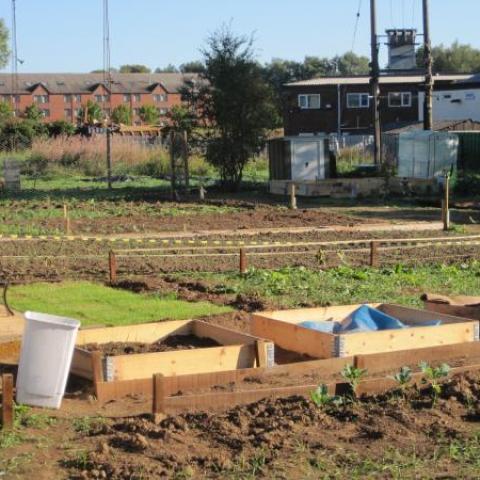 Picture of an allotment plot